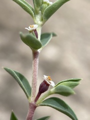 Euphorbia acuta