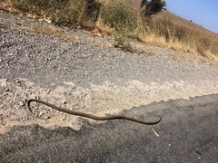 Pseudonaja inframacula