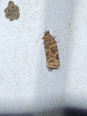 Argyrotaenia tabulana