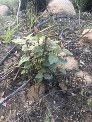 Lasiopetalum macrophyllum