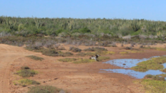 Pandion haliaetus