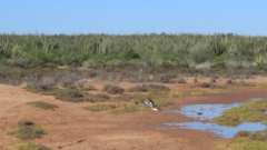 Pandion haliaetus