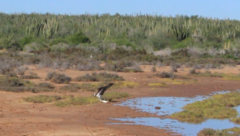 Pandion haliaetus