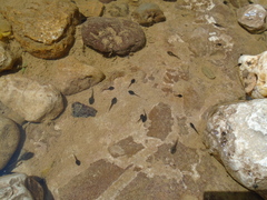 Bufo verrucosissimus