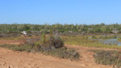 Ardea alba