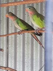 Polytelis alexandrae