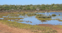 Ardea alba