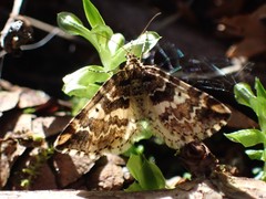 Enchoria lacteata