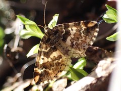 Enchoria lacteata