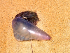 Physalia physalis