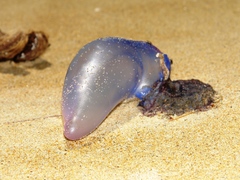 Physalia physalis