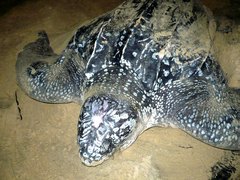 Dermochelys coriacea