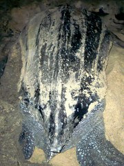 Dermochelys coriacea