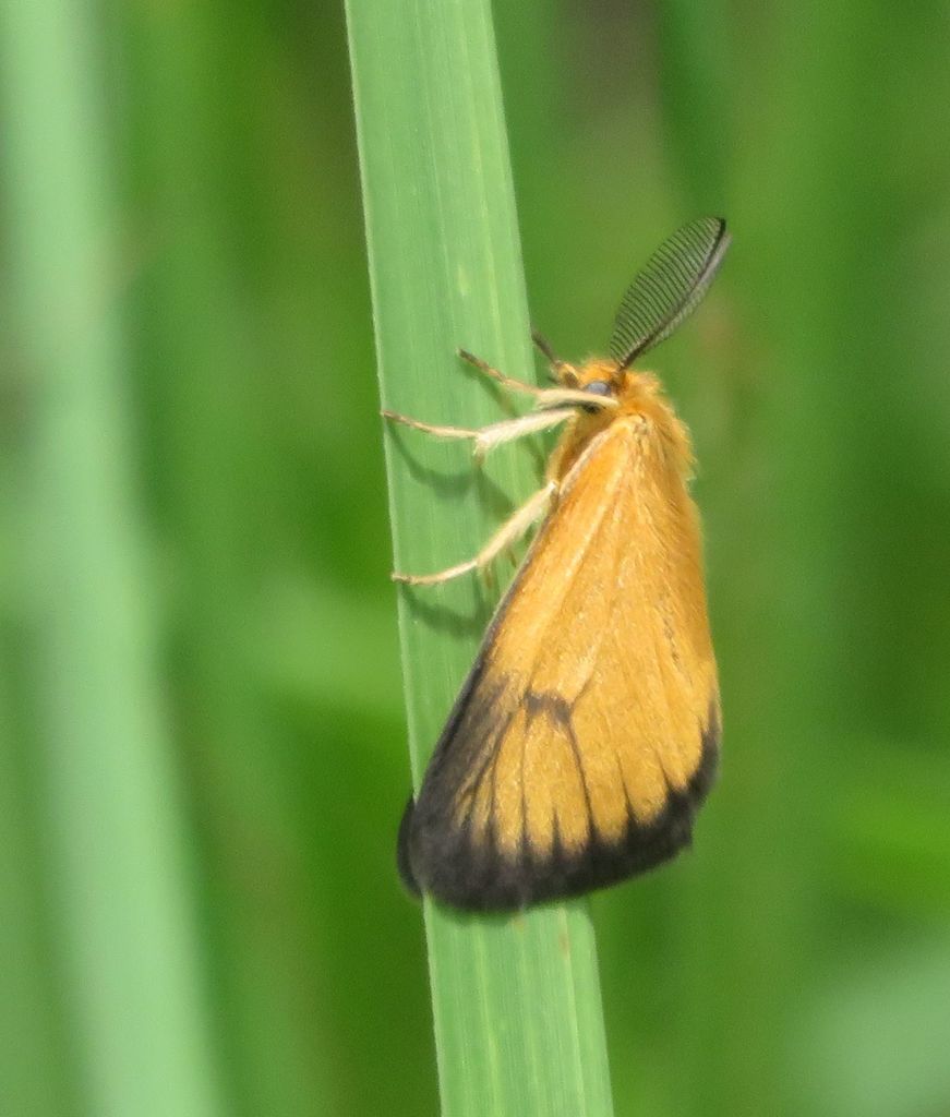 Pseudobazisa perculta