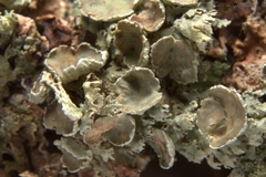 Imshaugia placorodia
