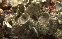 Imshaugia placorodia