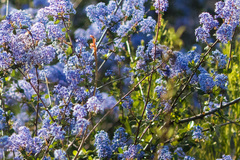 Ceanothus tomentosus olivaceus