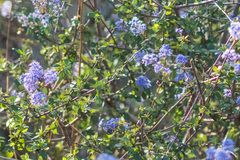 Ceanothus tomentosus olivaceus