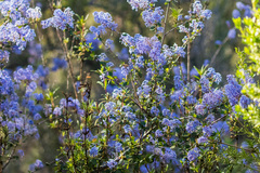 Ceanothus tomentosus olivaceus