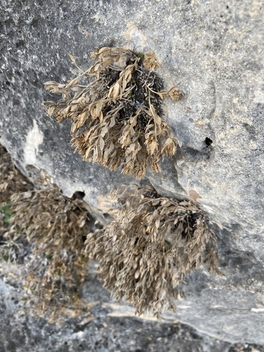 Twobristle Rockdaisy (Laphamia bisetosa)