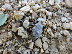 Brochymena chelonoides