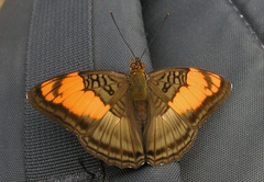 Adelpha mesentina