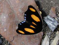 Catonephele numilia