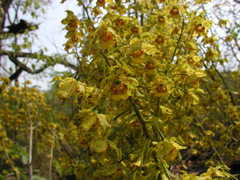 Cyrtopodium virescens