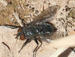 Calliphora latifrons