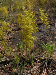 Cyrtopodium virescens