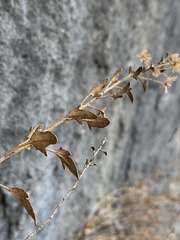 Perityle angustifolia