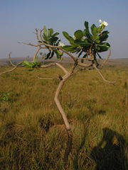 Himatanthus obovatus