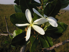 Himatanthus obovatus