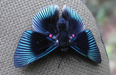 Lyropteryx apollonia