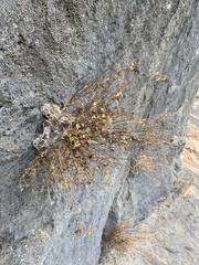 Perityle angustifolia