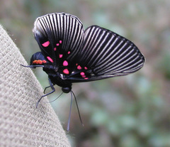 Lyropteryx apollonia