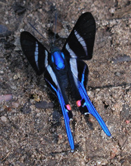Rhetus arcius