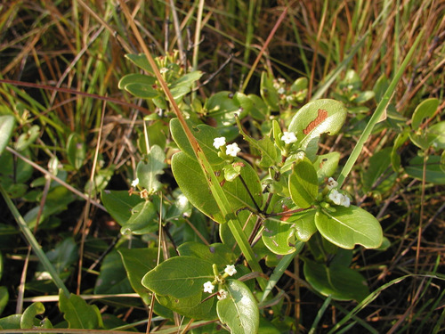 Cordiera humilis