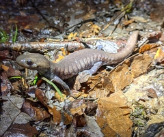 Ambystoma 'unisexual complex'