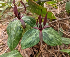 Trillium ludovicianum