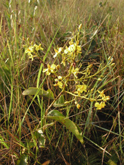 Ochnaceae
