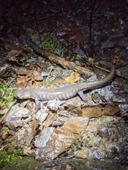 Ambystoma 'unisexual complex'