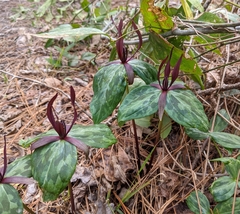 Trillium ludovicianum