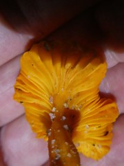 Cantharellus concinnus