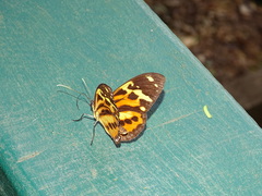 Tithorea harmonia pseudethra