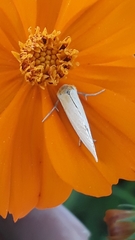 Chrysoecia thoracica