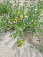 Amsinckia