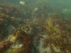 Aplodactylus arctidens