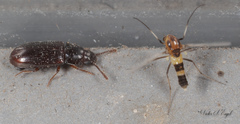 Pharaxonotha kirschii