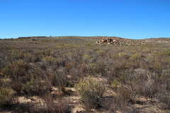 Leucadendron brunioides brunioides